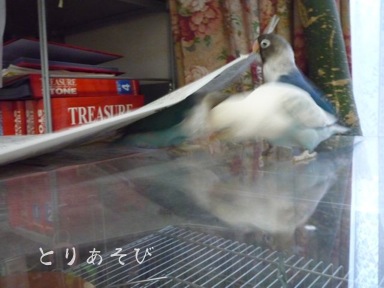 かくれんぼ_e0147757_0203234.jpg
