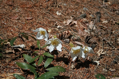 c0178664_11342572.jpg