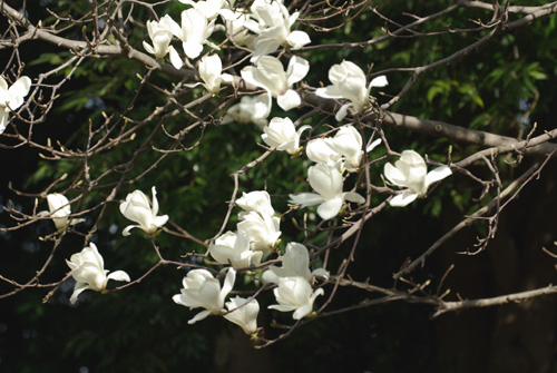 アゲハ1号_e0167571_18532054.jpg