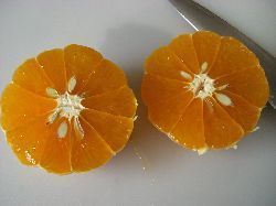 柑橘ジャム。_c0005672_226357.jpg
