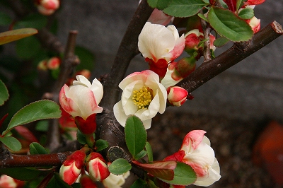 b0127486_20283969.jpg