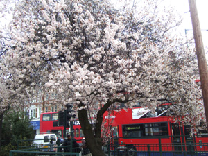 サクラサク　～ロンドン・アーモンドの花満開！～_e0030586_17392555.jpg