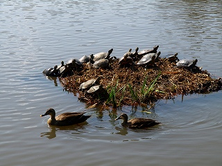 横浜　三渓園_e0008887_1042971.jpg