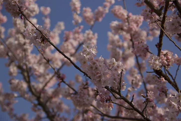 3月16日南足柄市狩川沿いにて、早咲きのハルメキ桜_f0125990_1192068.jpg