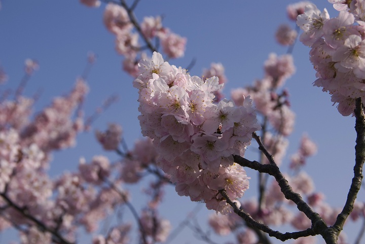 3月16日南足柄市狩川沿いにて、早咲きのハルメキ桜_f0125990_1194643.jpg