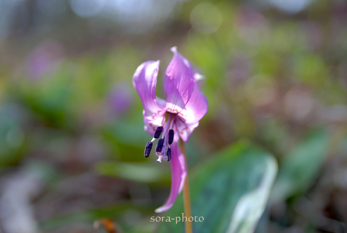 カタクリの花・・・7年目の春_c0187192_18445025.jpg