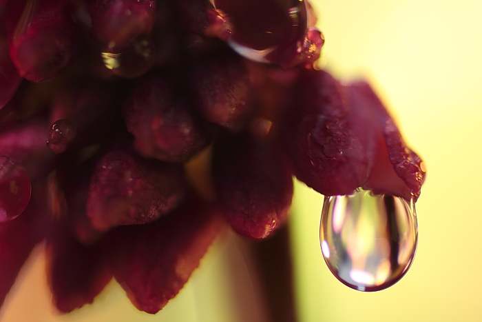 水滴酔狂_e0135098_182567.jpg