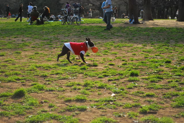 プチ花見　in  yoyogi_b0136300_20445160.jpg