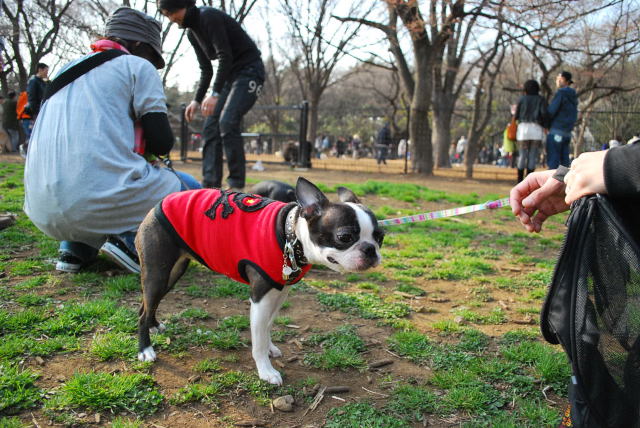 プチ花見　in  yoyogi_b0136300_20532151.jpg