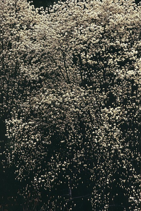 c0165301_8105265.jpg