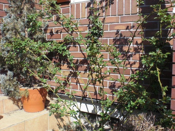 e0163202_21221256.jpg