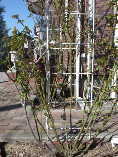e0163202_21224594.jpg