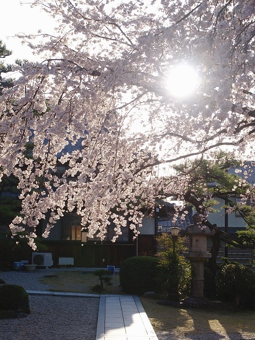 香積院の枝垂れ桜、再訪_e0075403_18415763.jpg