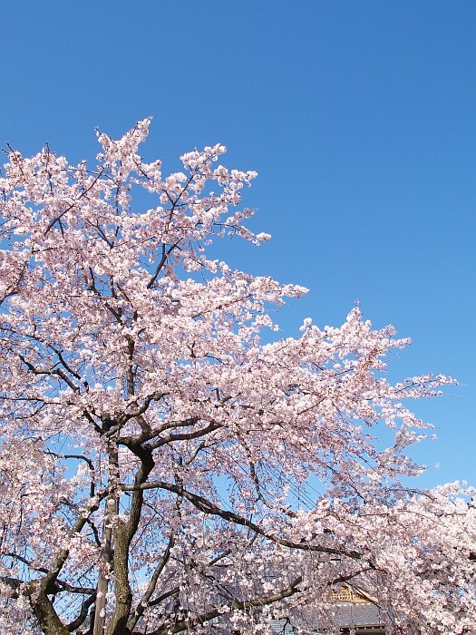 香積院の枝垂れ桜、再訪_e0075403_18423713.jpg