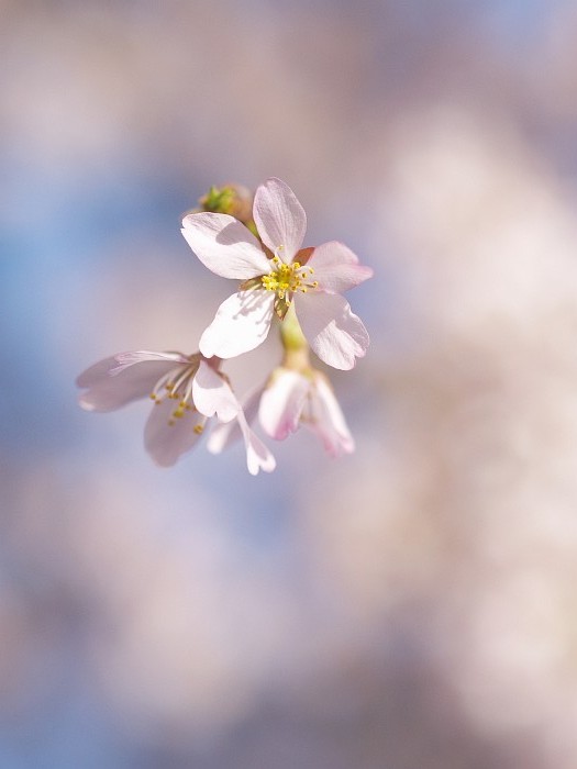 香積院の枝垂れ桜、再訪_e0075403_18425888.jpg