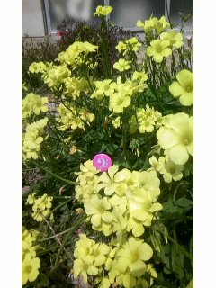 春低音_f0042307_14343967.jpg