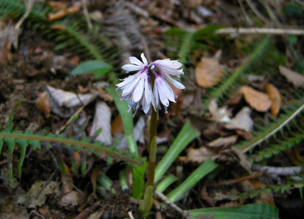 九千部山  2009.03.21_f0196109_2129135.jpg