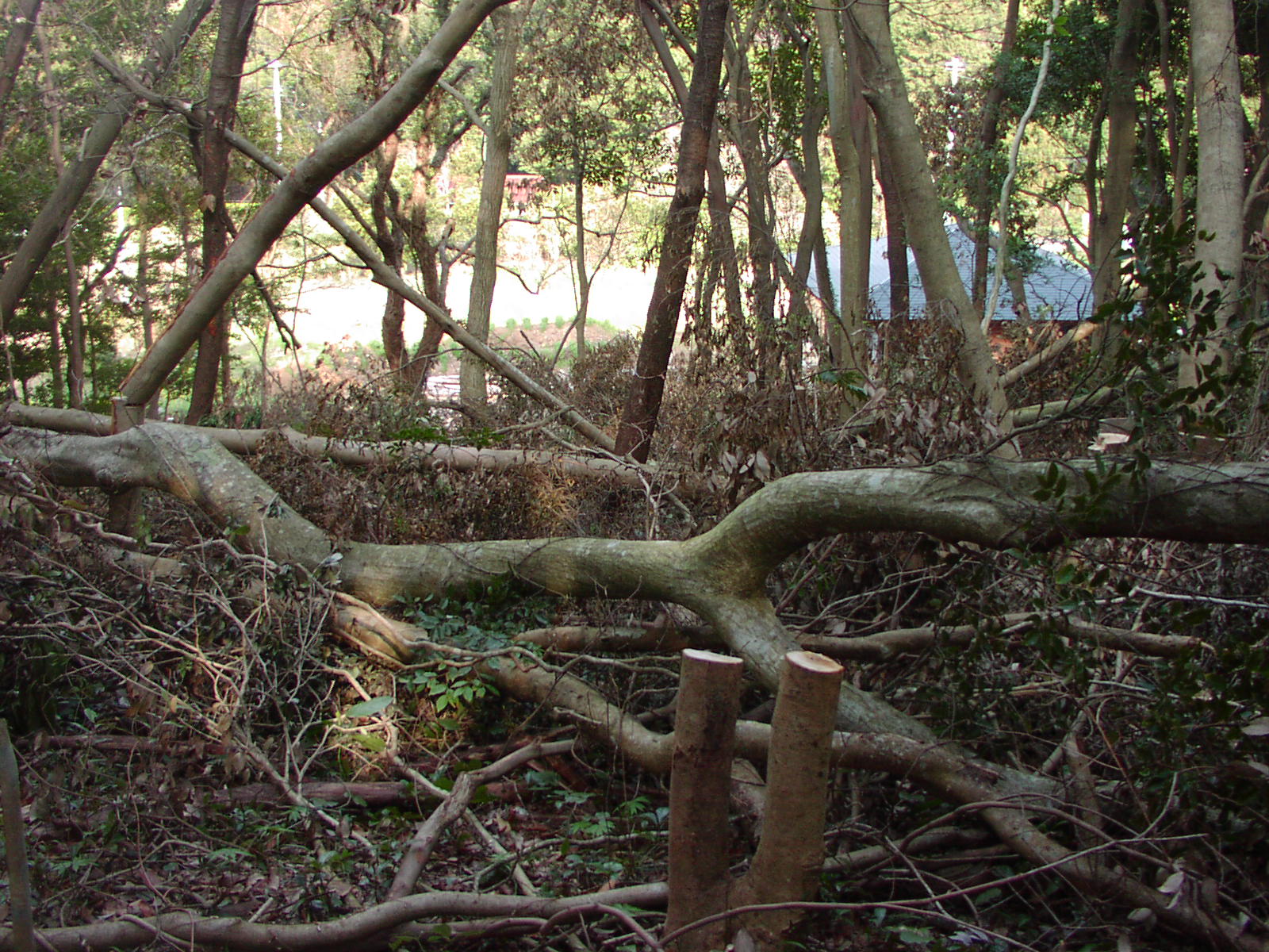 f0164410_9322557.jpg