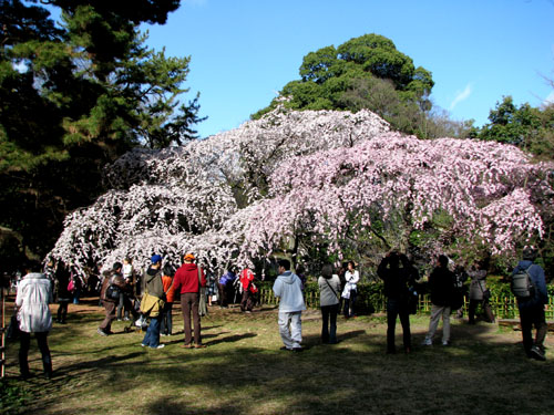 京都御苑 早咲き桜2_e0048413_2133536.jpg