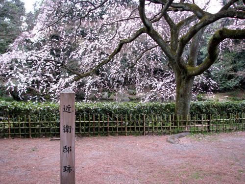 京都御苑 早咲き桜2_e0048413_21343471.jpg