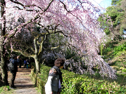 京都御苑 早咲き桜2_e0048413_21363984.jpg