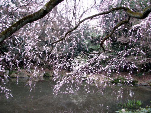 京都御苑 早咲き桜2_e0048413_2137210.jpg