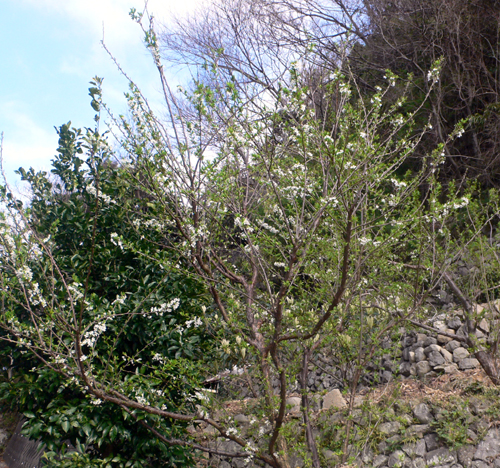 f0060424_11303792.jpg