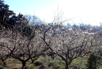 f0060424_11454714.jpg