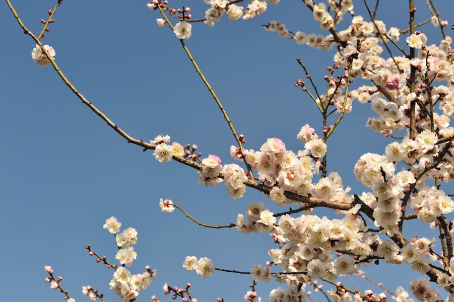 桜の開花宣言はありましたが_e0037126_22343162.jpg