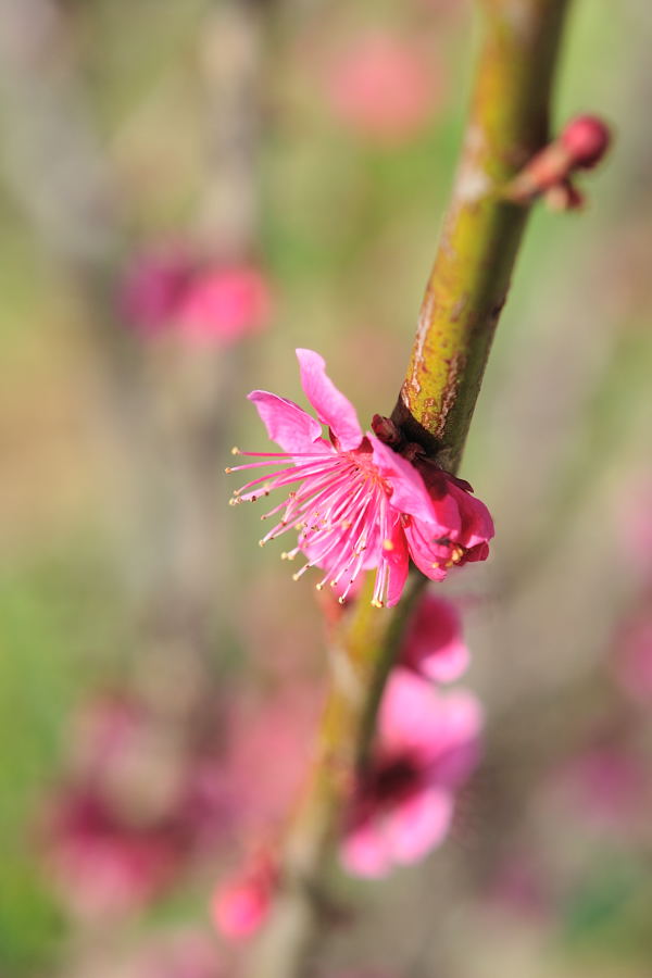 桜の開花宣言はありましたが_e0037126_22351830.jpg