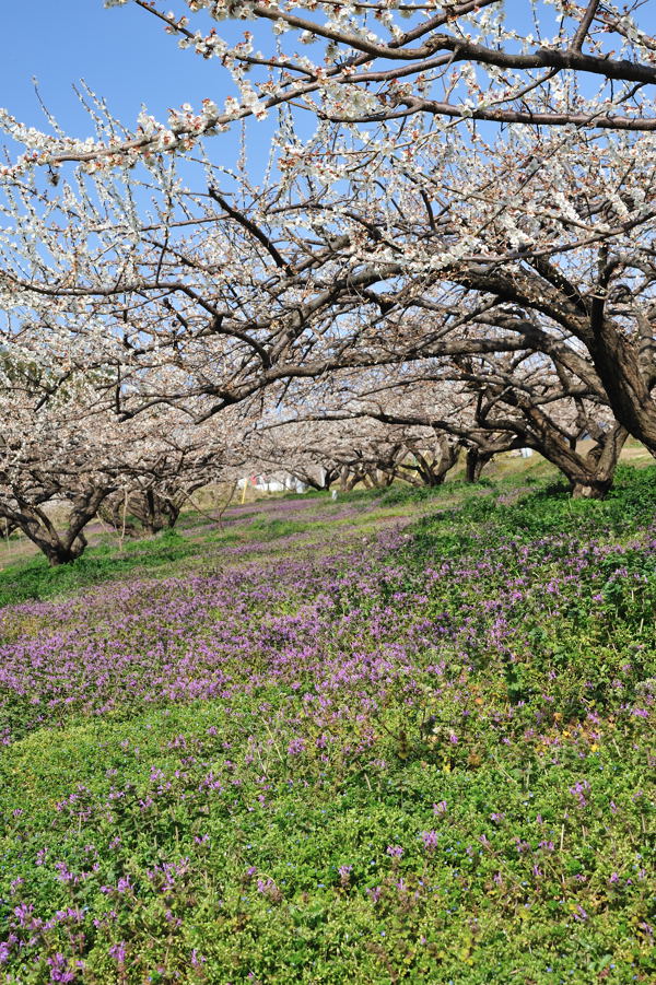 桜の開花宣言はありましたが_e0037126_22355015.jpg