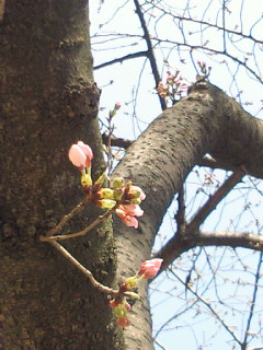 桜前線_f0164334_10591976.jpg