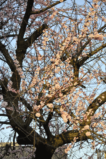 c0093046_7313063.gif