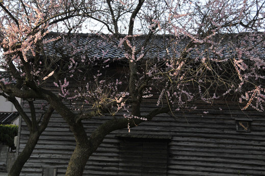 c0093046_731869.gif