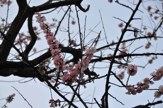 c0093046_7522623.gif