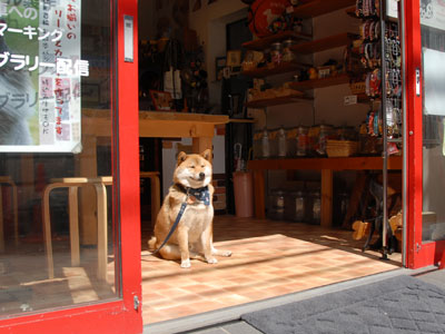 只今 店番してます 柴犬としばちゃん