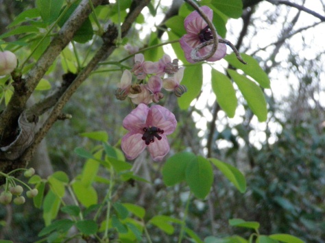 アケビの花など_e0094349_8204621.jpg