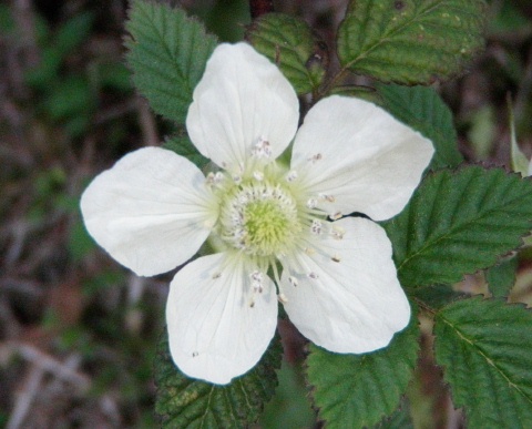 アケビの花など_e0094349_82231.jpg