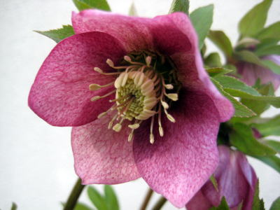 c0147952_1756529.jpg