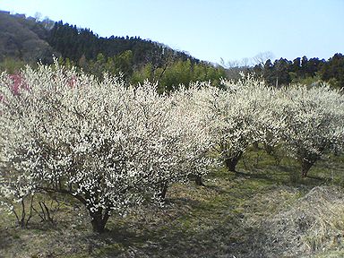 a0096557_17554328.jpg
