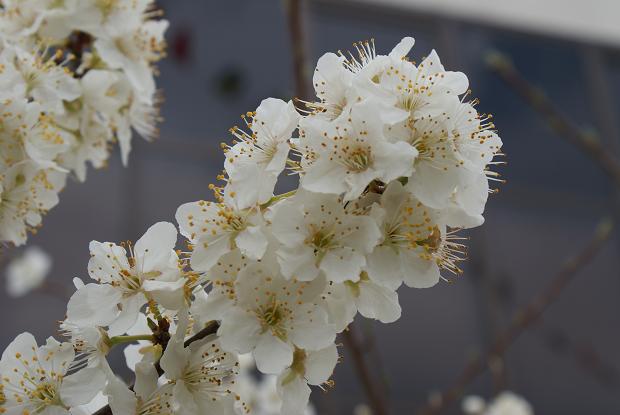 プルーンの花が咲いていました たんぶーらんの戯言