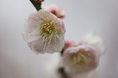 梅　大阪城　「春日野」「武蔵野」「鈴鹿の関」_d0141365_65438.jpg