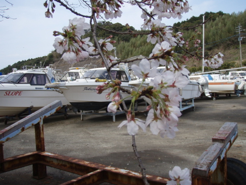 桜開花!_a0077071_1842972.jpg