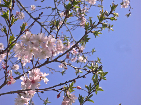 ３月２１日土曜日のお散歩、桜開花_e0112077_2113690.jpg