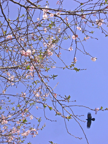 ３月２１日土曜日のお散歩、桜開花_e0112077_2113972.jpg