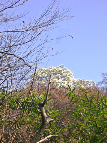 ３月２１日土曜日のお散歩、桜開花_e0112077_21184052.jpg