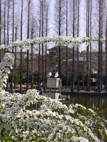 ３月２１日土曜日のお散歩、桜開花_e0112077_21213069.jpg