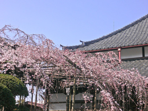 ３月２１日土曜日のお散歩、桜開花_e0112077_212560.jpg