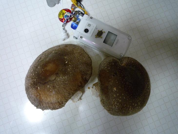 e0148279_10583170.jpg