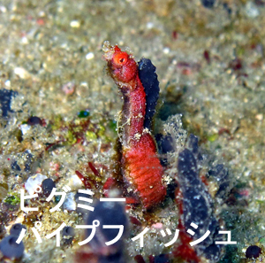 ジンベエ♪万歳 マンタ♪万歳_f0144385_3184539.jpg
